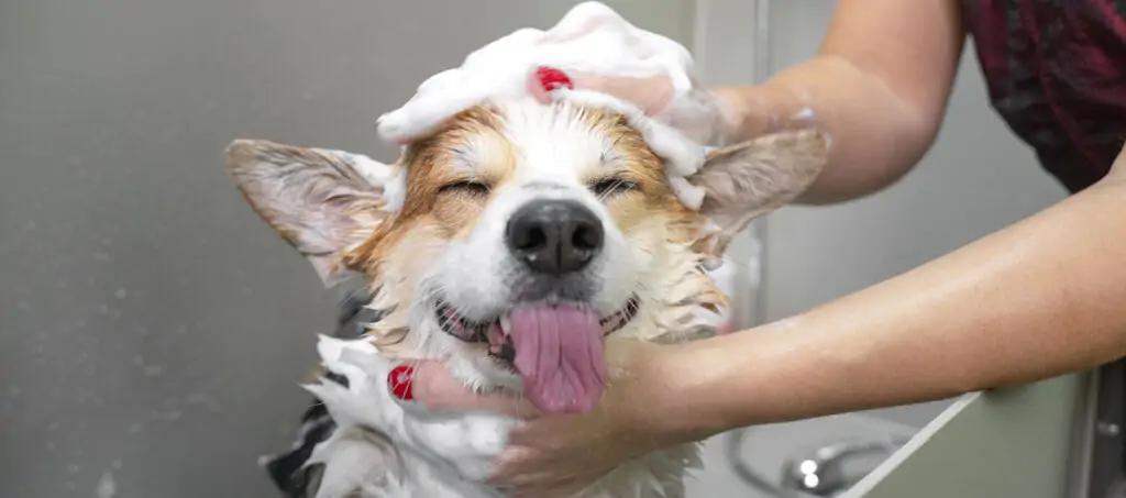 Profissional dando banho no cachorro pensando quanto ganha um profissional de banho e tosa.