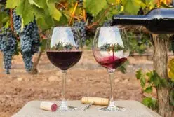 Iniciação ao Vinho e à Enologia