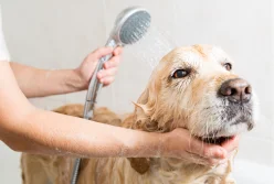 Banhista de Cães e Gatos 1