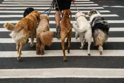 Dogwalker