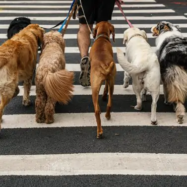 Dogwalker